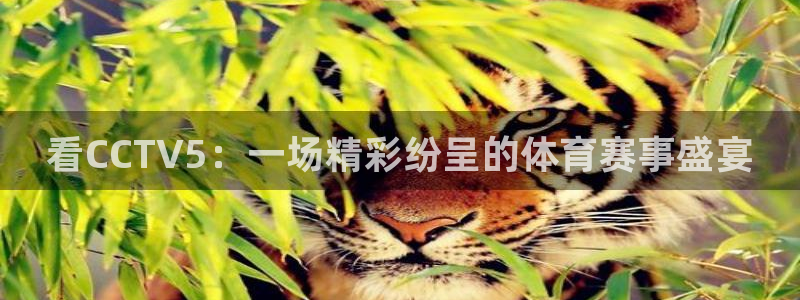 说球帝nba直播在线观看免费app：看CCTV5：一场精彩纷呈的体育赛事盛宴